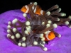 Clownfish and purple anemone