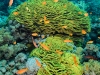 Lettuce corals and diver