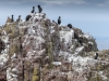 Cormorants and friends