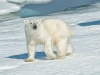 Svalbard polar bear cub