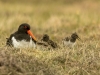 Oyster-catcher and family