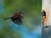American Wren Returning to Nest by Peter Paterson