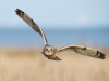 Short Eared Owl by Jim Moir